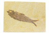 Detailed Fossil Fish (Knightia) - Wyoming #373717-1